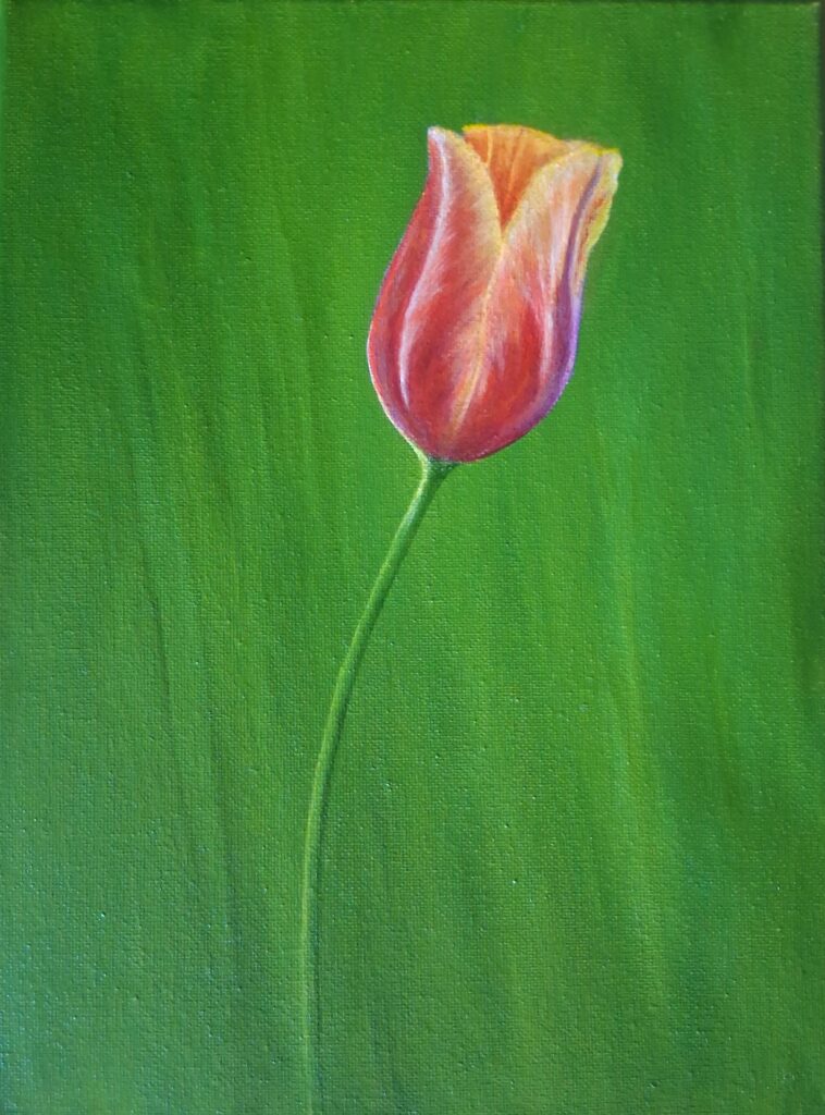 Princess Irene Tulip — single tulip against soft green backdrop, original oil painting on canvas by Alessandra Cortese De Bosis, Culpeper Virginia